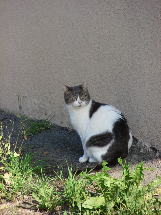 Photo de Chat domestique