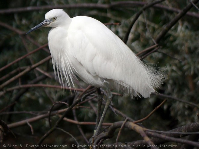 Photo d'Aigrette