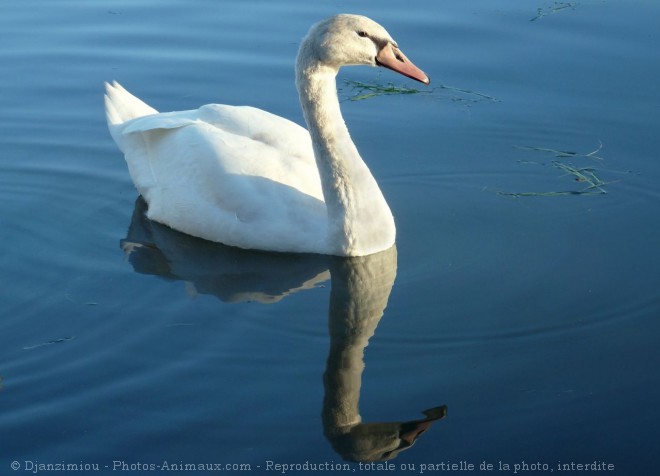 Photo de Cygne