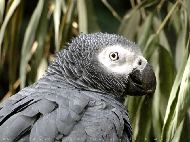 Photo de Perroquet - gris du gabon