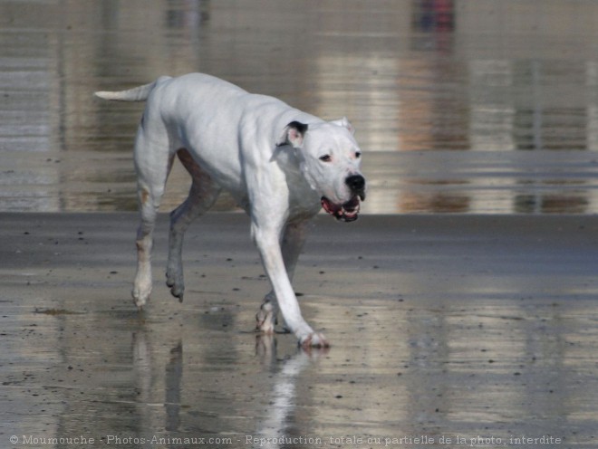 Photo de Dogue argentin