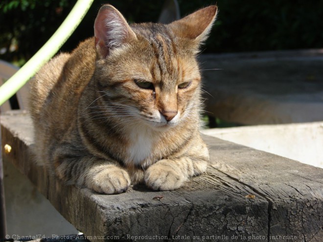 Photo de Chat domestique