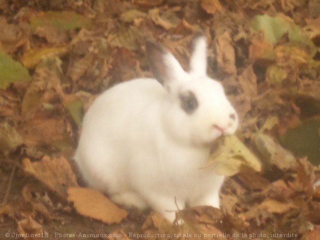 Photo de Lapin