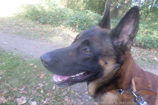 Photo de Berger belge malinois