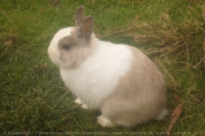 Photo de Lapin