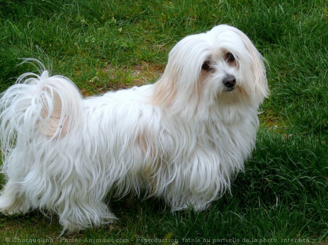 Photo de Coton de tulear