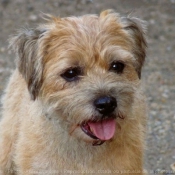 Photo de Border terrier