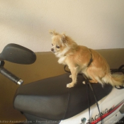 Photo de Chihuahua  poil long