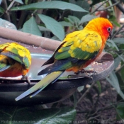 Photo de Conure soleil