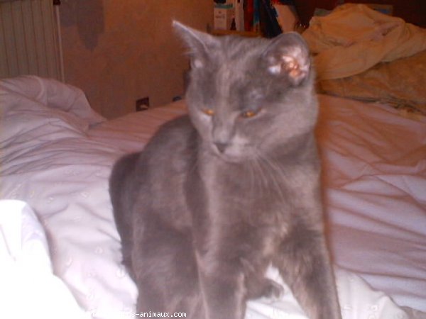 Photo de Chartreux