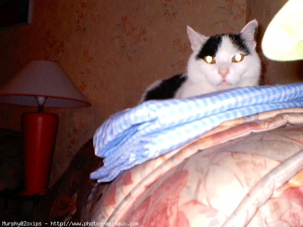 Photo de Chat domestique