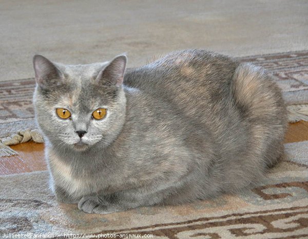 Photo de British shorthair