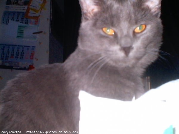 Photo de Chartreux