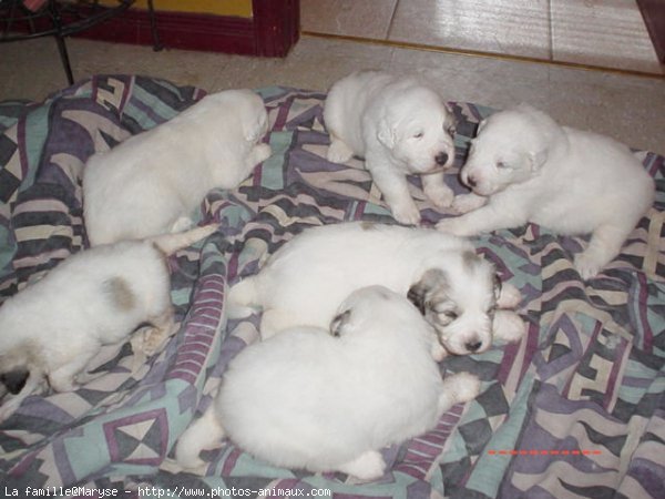 Photo de Chien de montagne des pyrnes