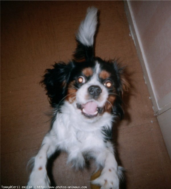 Photo de Cavalier king charles spaniel