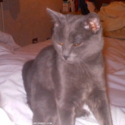 Photo de Chartreux