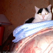 Photo de Chat domestique