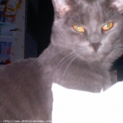 Photo de Chartreux