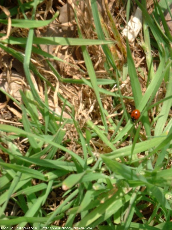 Photo de Coccinelle