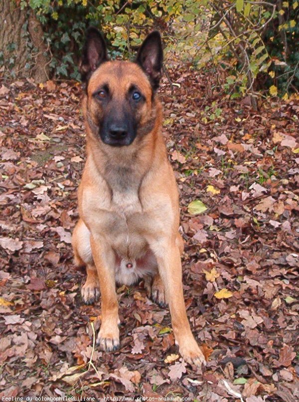 Photo de Berger belge malinois