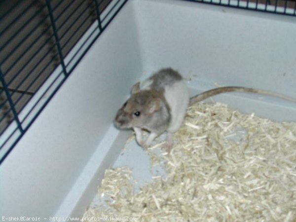 Photo de Rat