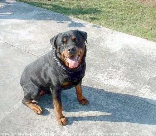 Photo de Rottweiler