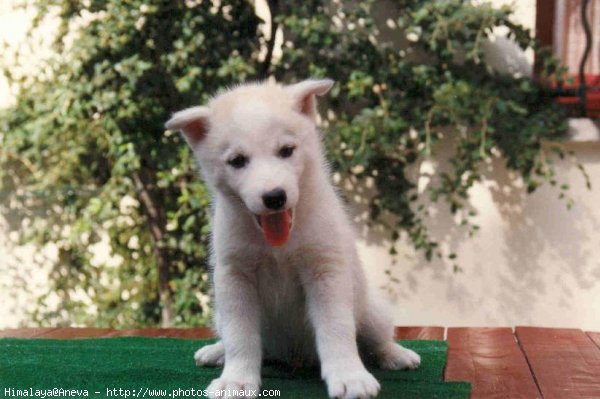 Photo de Husky siberien