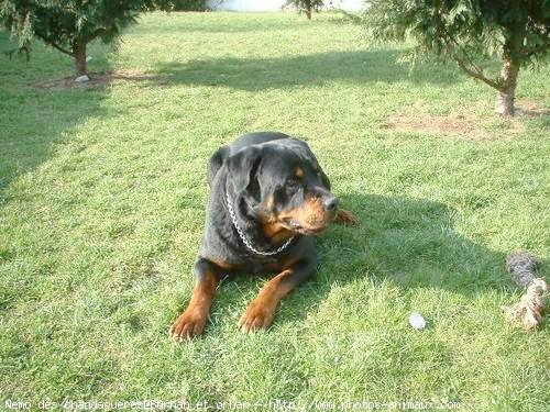 Photo de Rottweiler