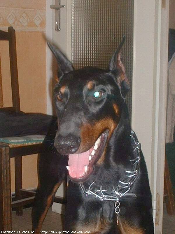 Photo de Dobermann