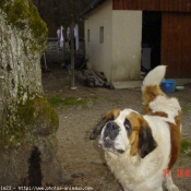 Photo de Saint-bernard poil long