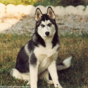 Photo de Husky siberien