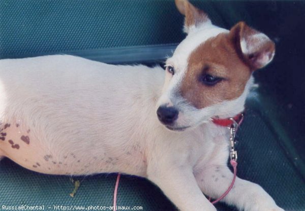 Photo de Jack russell terrier