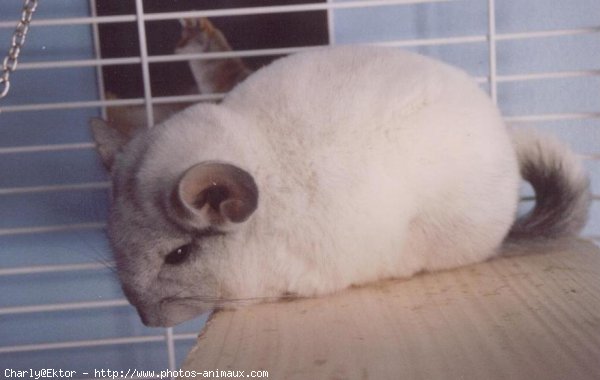 Photo de Chinchilla