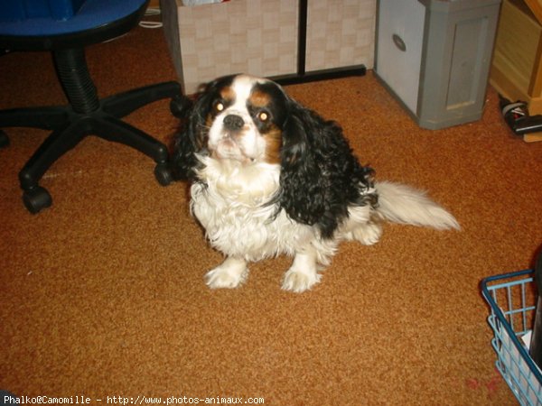 Photo de Cavalier king charles spaniel