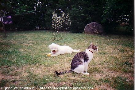 Photo de Chat domestique