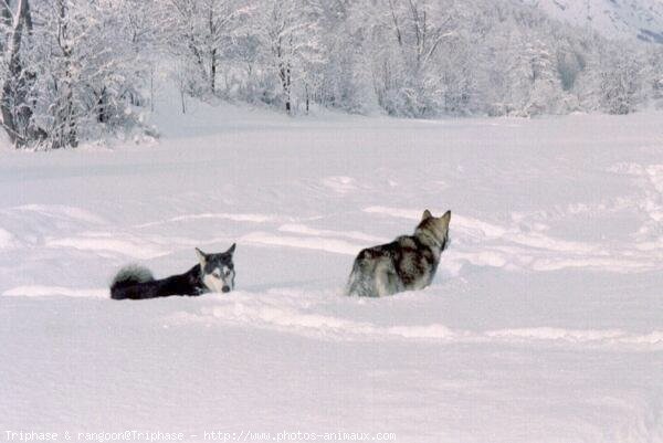 Photo de Malamute de l'alaska