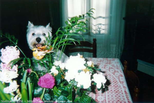 Photo de West highland white terrier