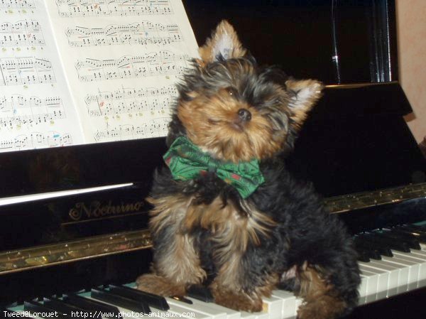 Photo de Yorkshire terrier