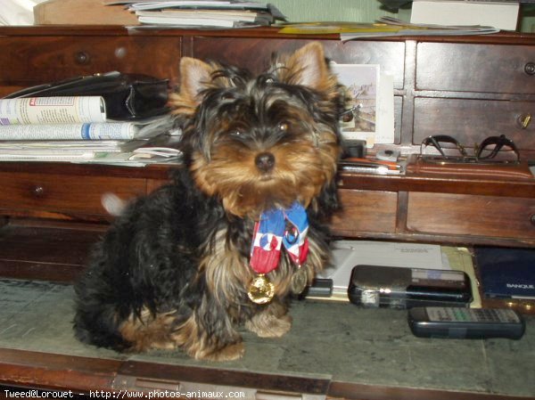 Photo de Yorkshire terrier