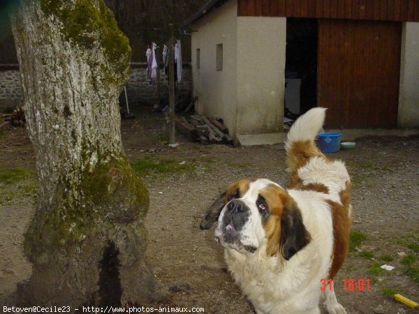 Photo de Saint-bernard poil long