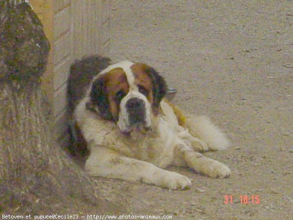 Photo de Saint-bernard poil long