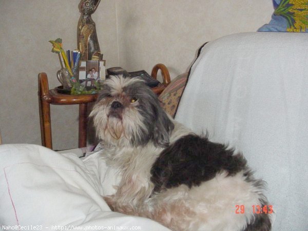 Photo de Shih tzu