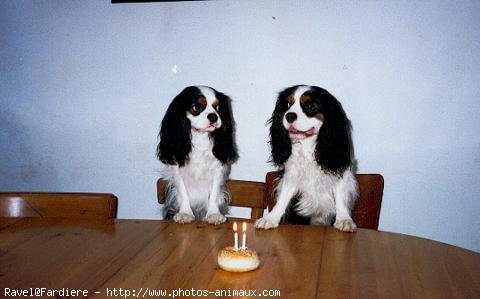 Photo de Cavalier king charles spaniel