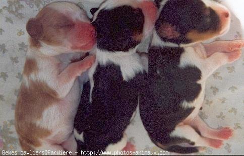 Photo de Cavalier king charles spaniel