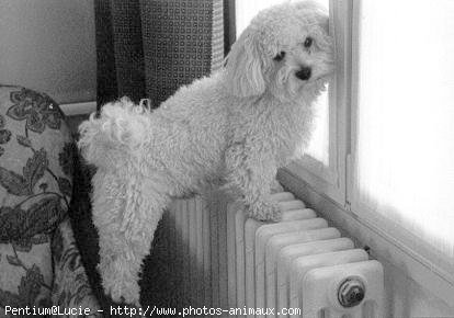 Photo de Bichon  poil fris