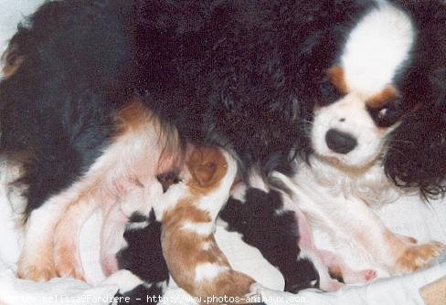 Photo de Cavalier king charles spaniel