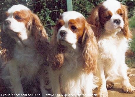 Photo de Cavalier king charles spaniel