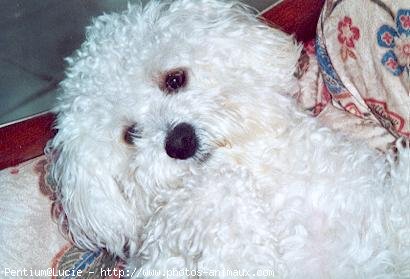 Photo de Bichon  poil fris