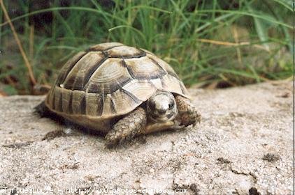 Photo de Tortue