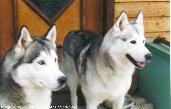 Photo de Husky siberien